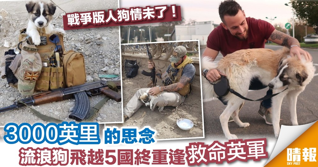 敘利亞流浪狗與英國拆彈專家 3000英里的重逢