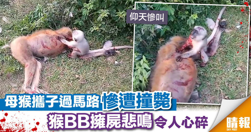 母猴遇車禍慘死路邊 猴BB擁屍悲鳴令人心碎