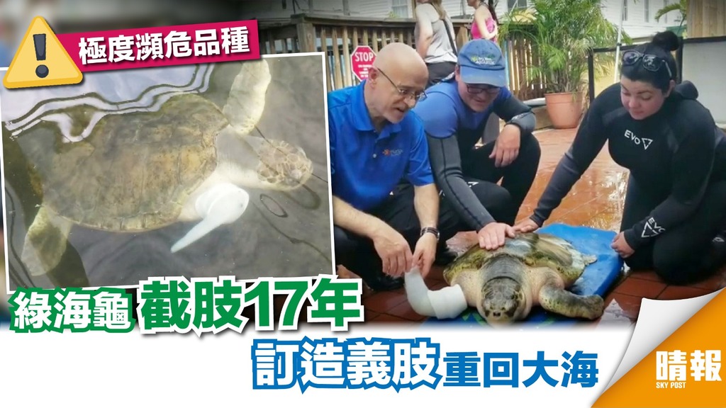 美國綠海龜截肢17年 配上義肢重回大海