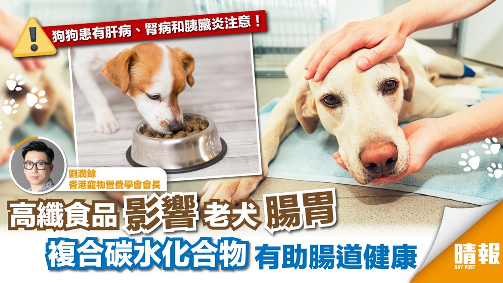 老年犬隻碳水化合物怎麼吃 晴報 專欄 寵物 劉潤餘 D