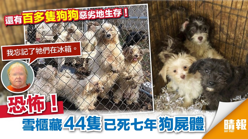 美國女狗主 冰箱藏44隻已死狗屍體 被控虐待動物