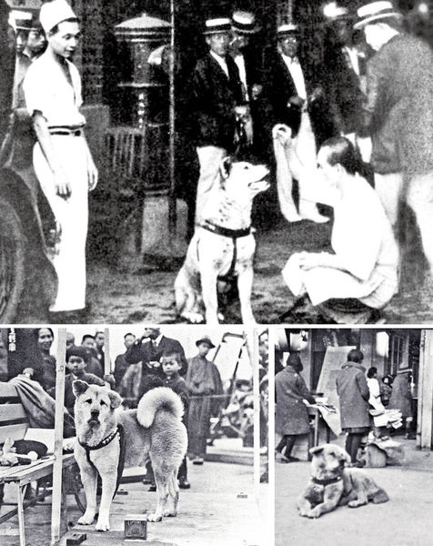 東京澀谷#秋田犬阿八#等到地老天荒