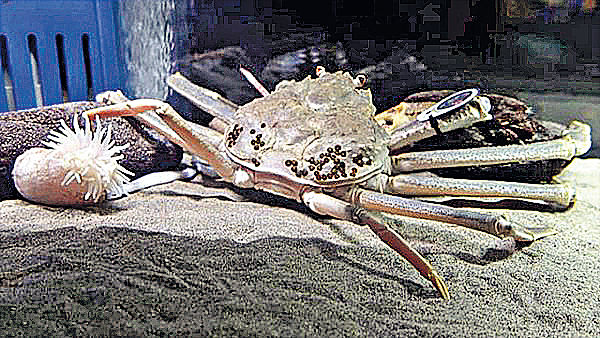 鳥取松葉蟹王 $14萬成交創世界紀錄