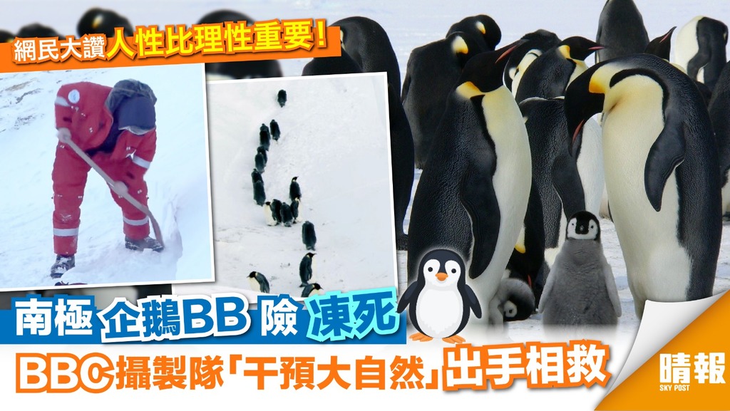人性與理性的爭扎？ BBC攝製隊出手相救南極企鵝BB