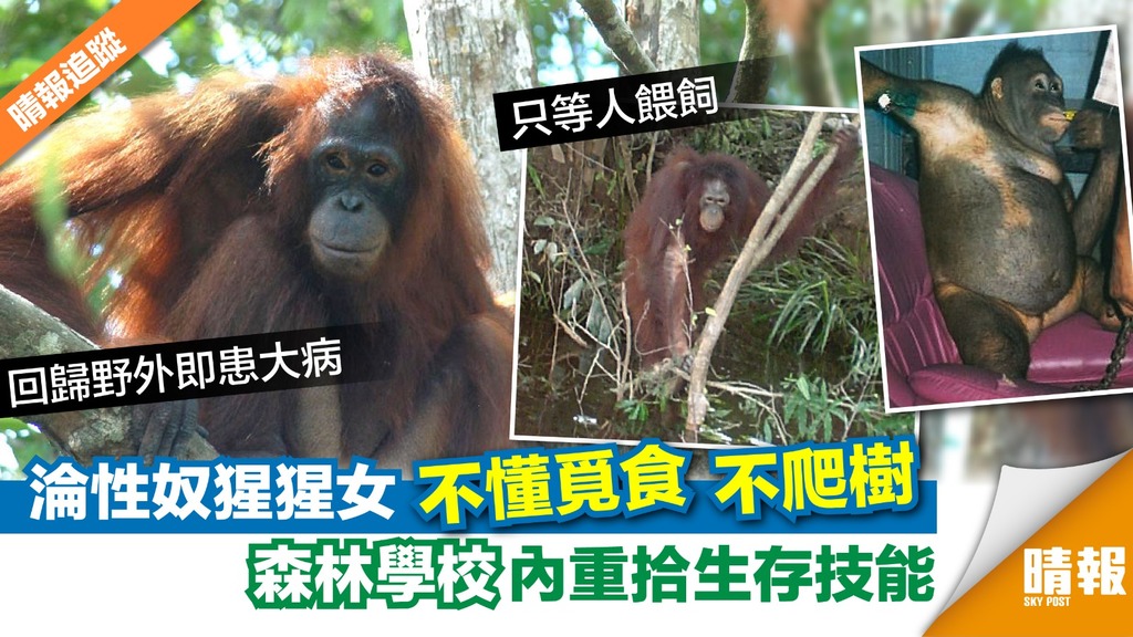 淪性奴猩猩女不懂覓食不爬樹 森林學校內重拾生存技能