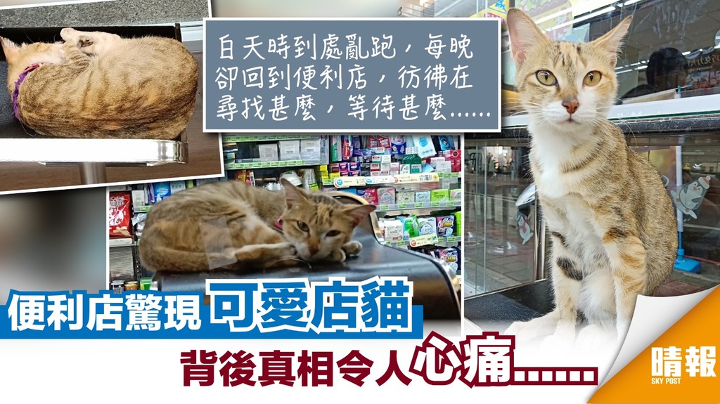 心痛！貓貓慘被遺棄 每晚瞓便利店等待主人
