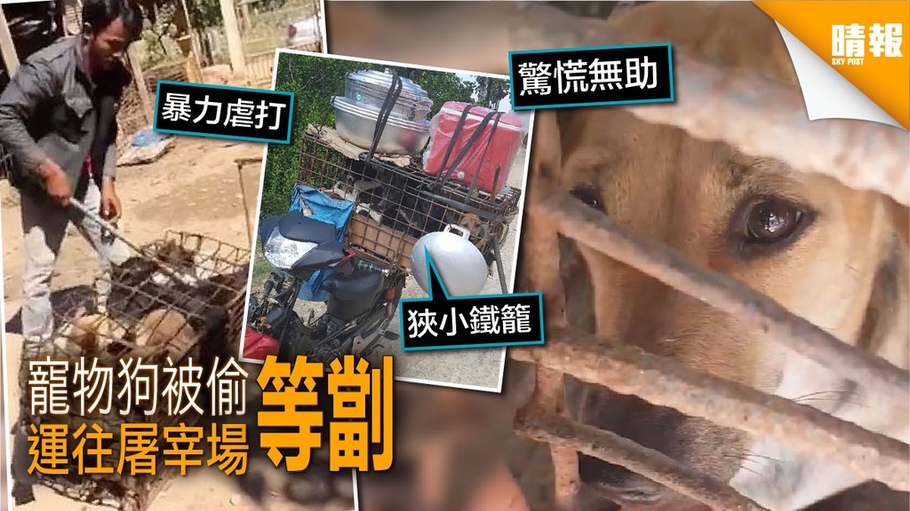 殘忍！9寵物犬被偷 運往屠宰場等劏僅5獲救