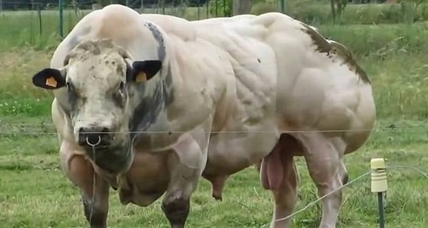 農場驚現 筋肉牛 雜交引致基因突變 晴報 寵物 寵物熱話 D