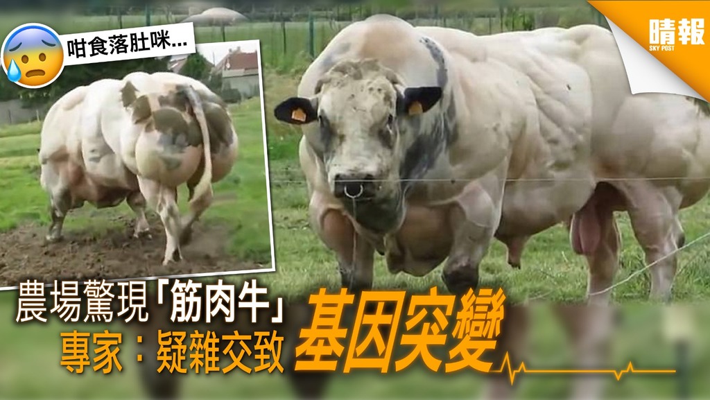農場驚現「筋肉牛」 雜交引致基因突變