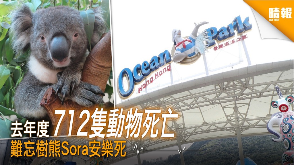 海洋公園去年度712隻動物死亡 難忘樹熊Sora安樂死