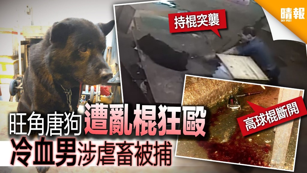 旺角唐狗遭冷血男棍毆 途人聽到悲鳴聲救狗