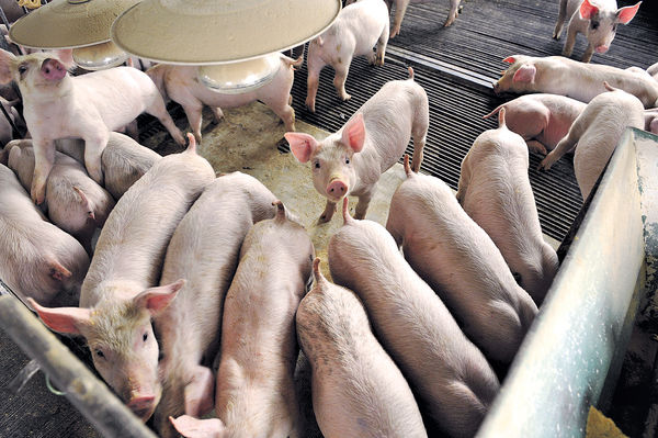 內地非洲豬瘟持續 港豬肉恐升價1成