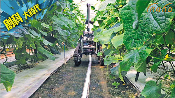 日本推機械人 採摘蔬菜