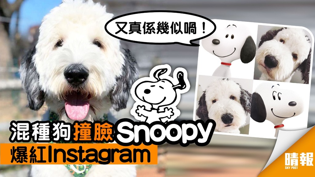 混種狗狗撞臉Snoopy 萌爆Instagram