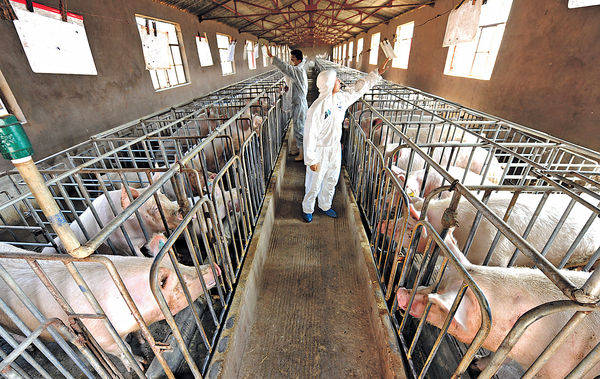 非洲豬瘟廣東擴散 廣州黃埔9病豬亡