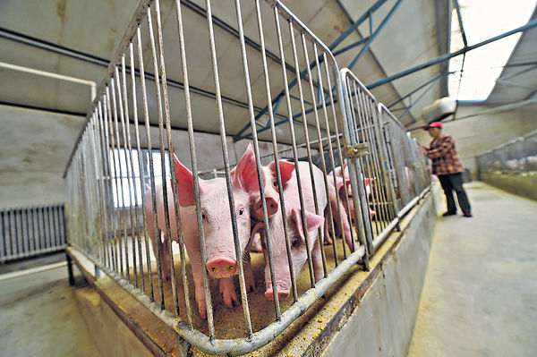豬瘟擴散 豬膶價升恐斷貨