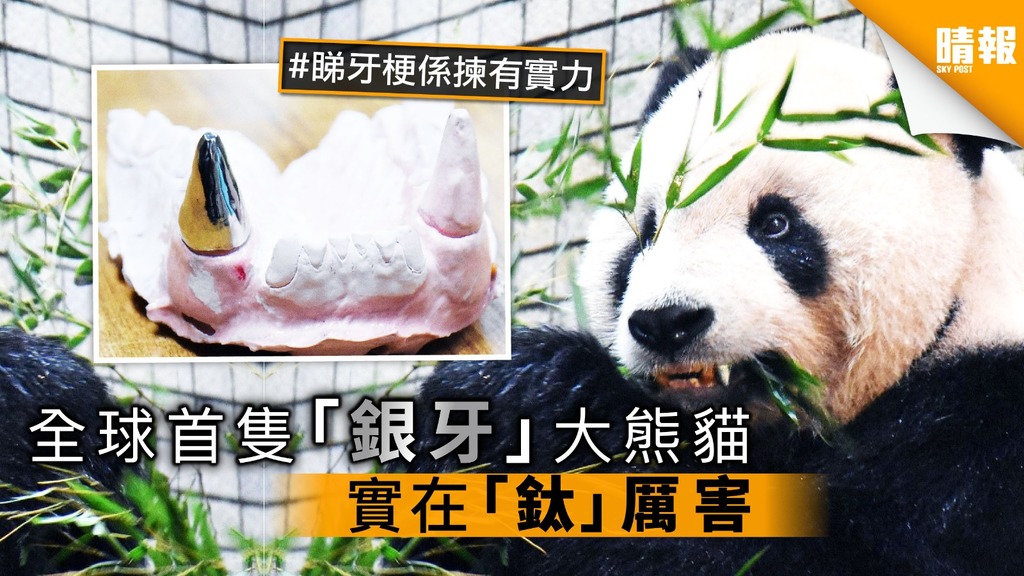 全球首隻「銀牙」大熊貓 實在「鈦」厲害