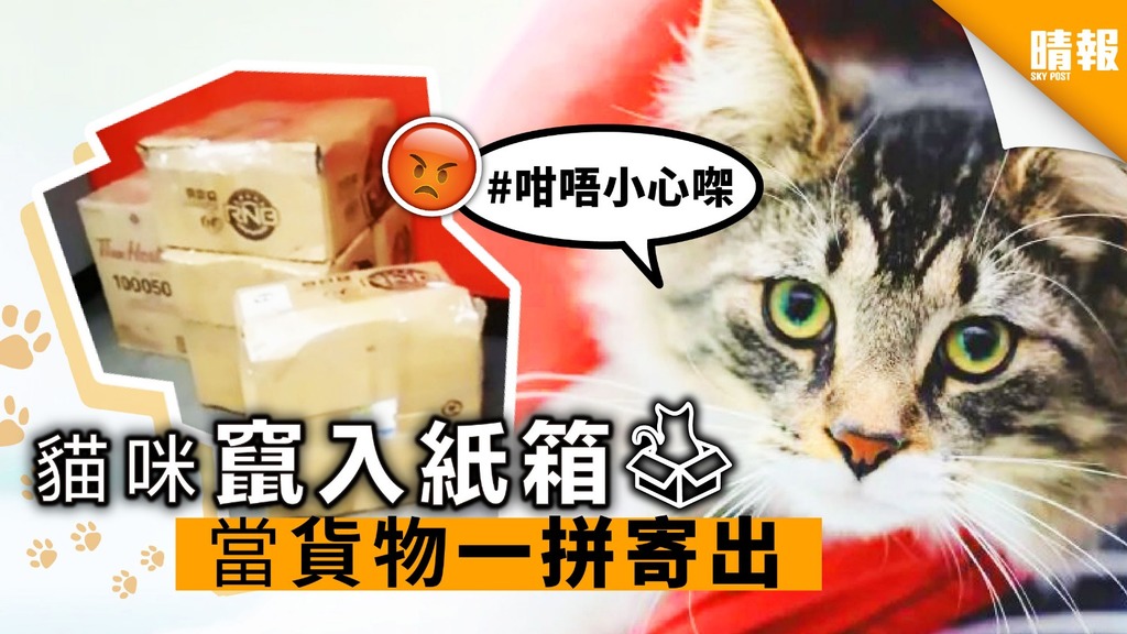 貓咪竄入紙箱 當「貨物」一併寄出
