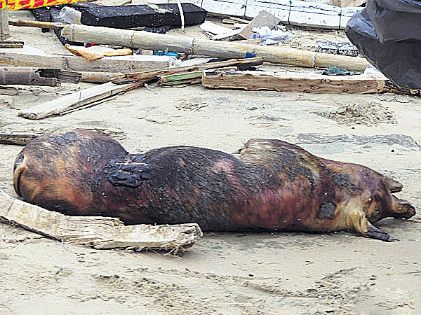 金門海邊死豬 驗出非洲豬瘟