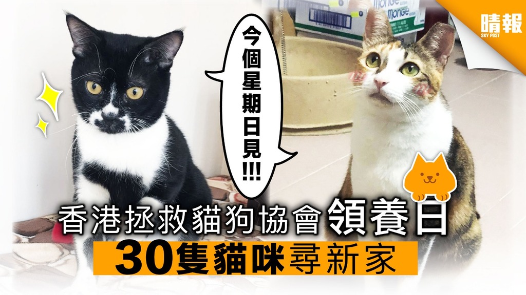 【毛孩領養資訊】香港拯救貓狗協會2019年1月領養日 30隻貓咪尋新家