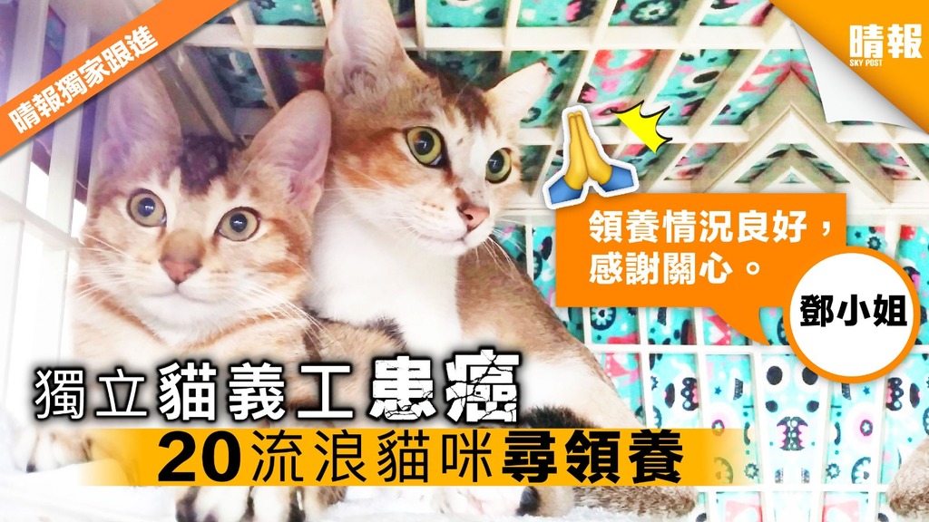 【速救毛孩】觀塘貓義工患癌住院 20貓咪領養跟進