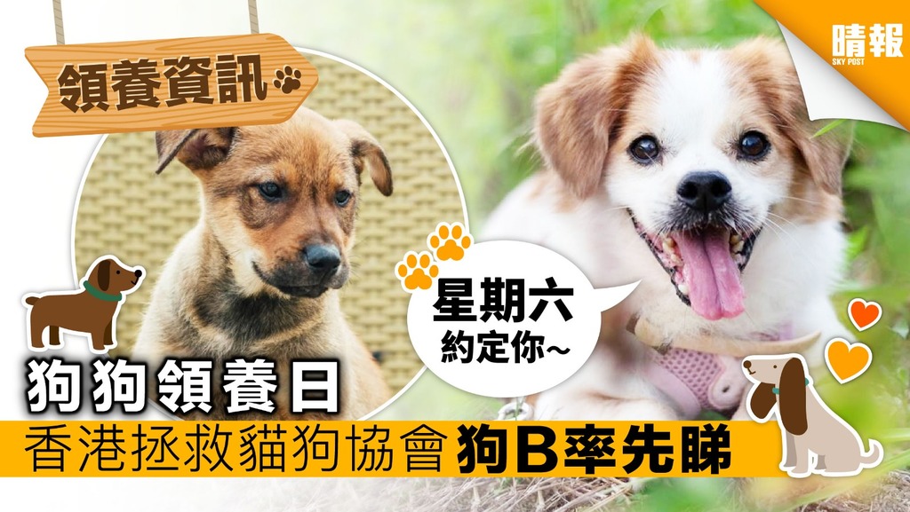 【領養日資訊】香港拯救貓狗協會 1月26領養日 狗狗率先睇