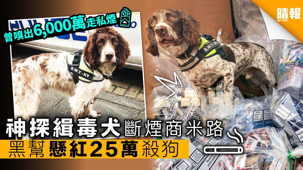 神探緝毒犬嗅出6,000萬走私煙 被黑幫懸紅殺狗