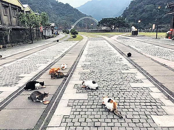 世界六大賞貓景點 台灣「貓村」爆貓瘟