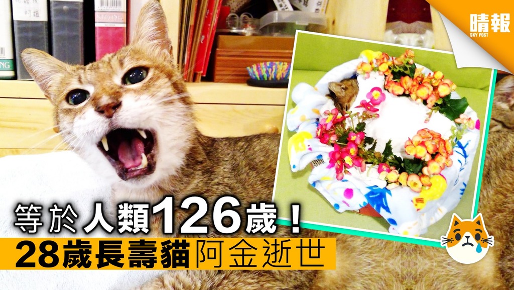 台灣28歲長壽貓阿金逝世 長壽秘密竟是......