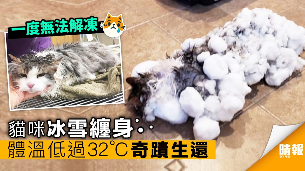貓咪冰雪纏身 體溫低過32°C 奇蹟生還