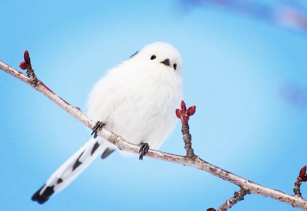 風靡日本 北海道最萌 雪之精靈 晴報 寵物 寵物熱話 D1908