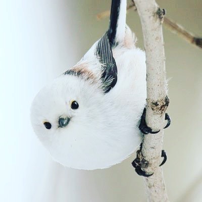 風靡日本 北海道最萌 雪之精靈 晴報 寵物 寵物熱話 D1908