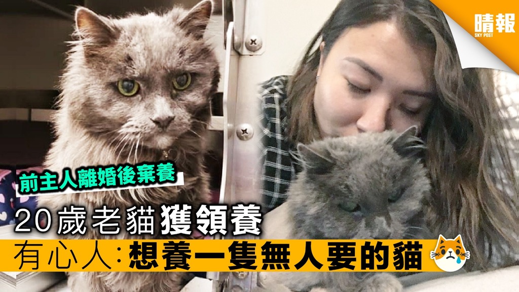 20歲老貓獲領養 有心人：想養一隻無人要的貓