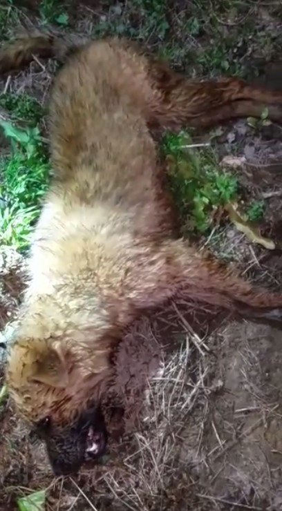 新界毒狗兇徒再現 元朗放養狗疑被毒殺 晴報 寵物 寵物熱話 D