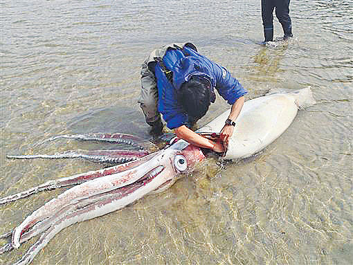 驚現3.4米長墨魚 日民眾憂地震先兆