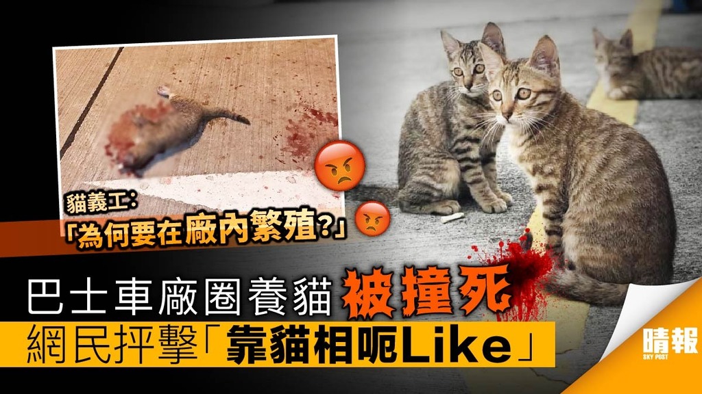 巴士車廠圈養貓被撞死 網民抨擊「靠貓相呃Like」