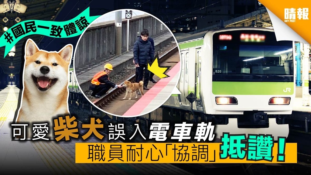 可愛柴犬誤闖電車軌，職員耐心與狗「對話」