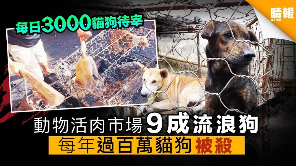 動物活肉市場 9成為流浪狗 每年過百萬貓狗被殺