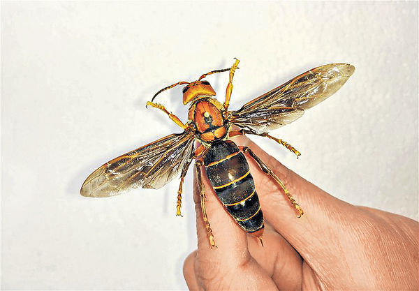 雲南發現超級大黃蜂 翅展9厘米刷世界紀錄