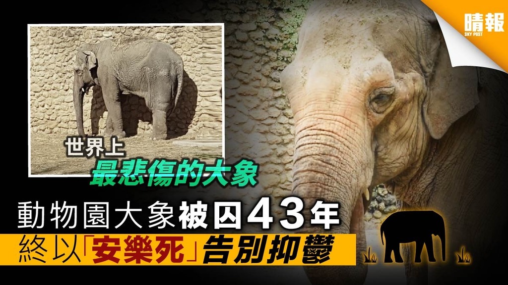 大象單獨被囚43年 終以「安樂死」告別抑鬱