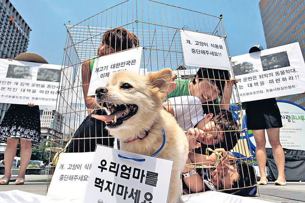 青年批不文明 保育意識抬頭 南韓食狗文化式微