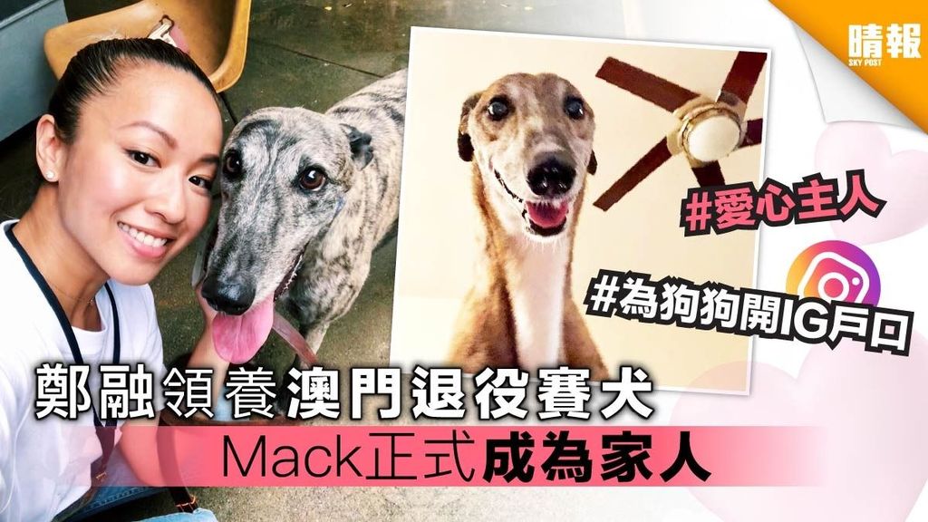 鄭融領養澳門退役賽犬 Mack正式成為家庭一份子