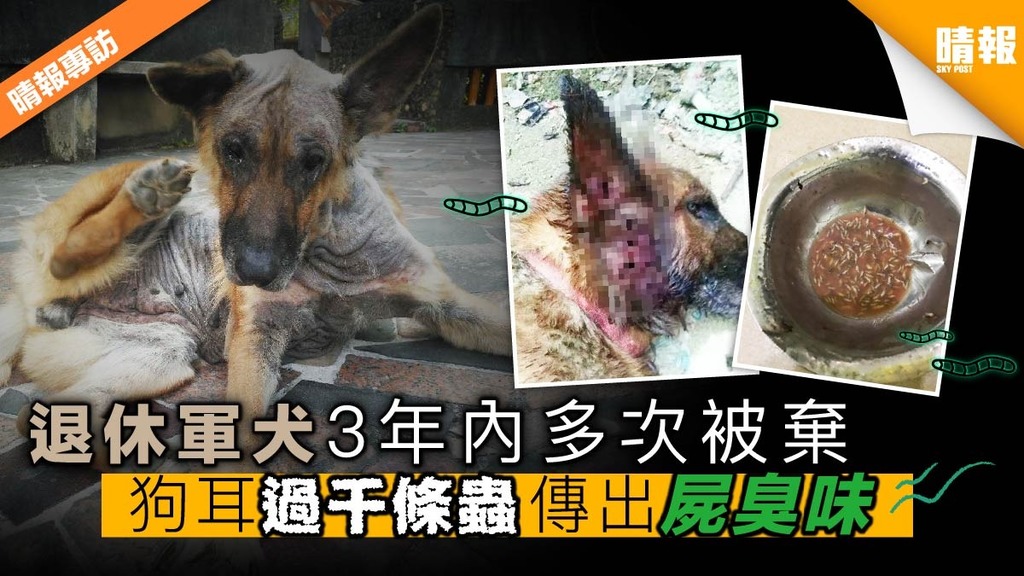 【晴報專訪】退休軍犬三年多次被棄 狗耳過1000條蟲 傳出屍臭味