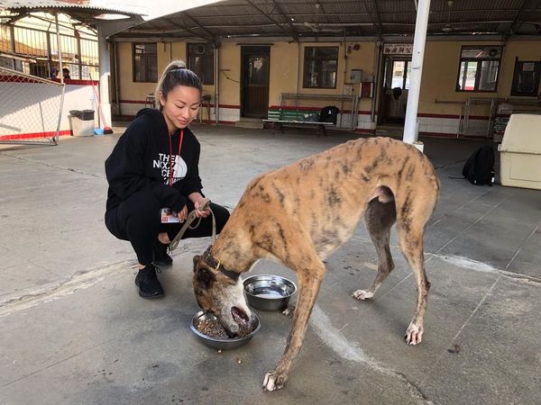 鄭融上堂學照顧格力犬mack 希望牠過舒適的退休生活 晴報 娛樂 中港台 D