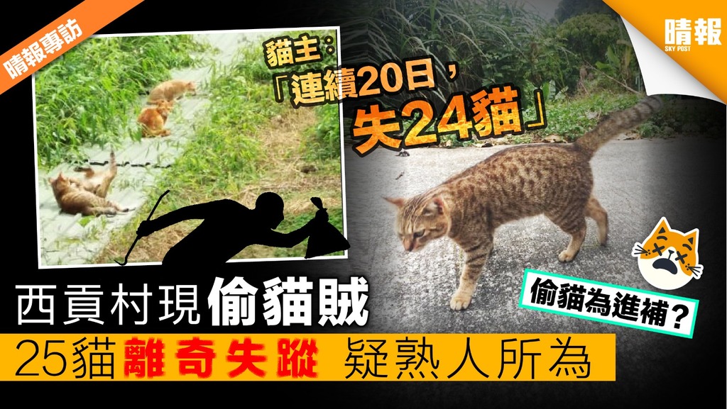 【晴報專訪】西貢村現偷貓賊 共25貓離奇失蹤 疑熟人所為