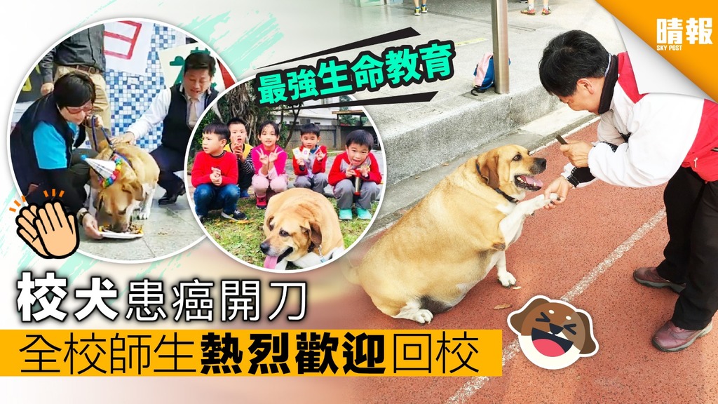 台灣最萌校犬戰勝癌病康復 全體師生開派對歡迎回校