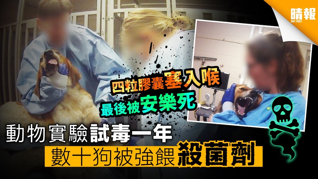 動物實驗試毒一年 數十狗被強餵殺菌劑 安樂死