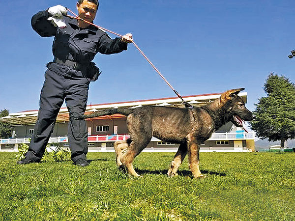 中國首隻複製警犬 接受上崗培訓