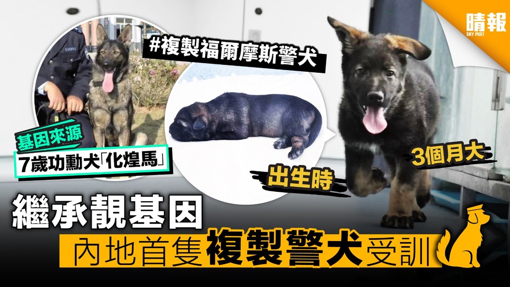 繼承靚基因：嗅覺靈敏、適應力強 內地首隻複製警犬受訓 接棒「警犬界福爾摩斯」