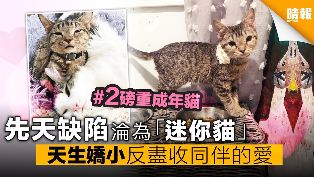 【內有影片】成年貓只得2磅重 「迷你貓」原來是一種病？